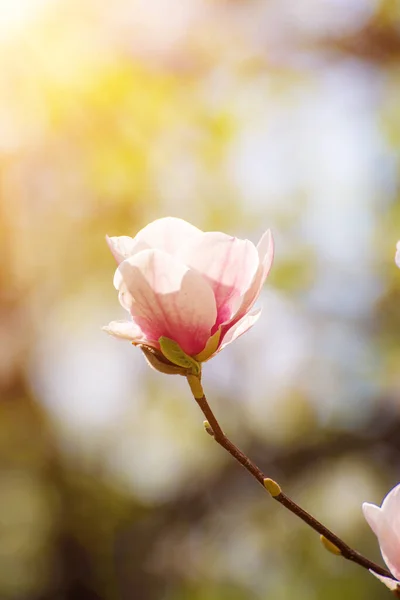 Magnolia wiosenne kwiaty — Zdjęcie stockowe