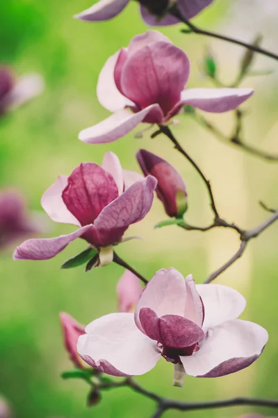 Magnolia flores de primavera — Foto de Stock