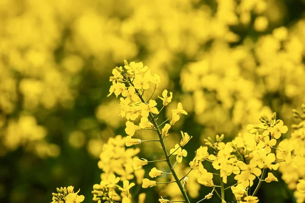 Rapeseed spring flowers — Stock Photo, Image