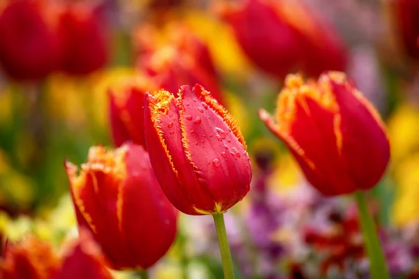 Fiori di tulipano rosso — Foto Stock