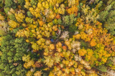 Yukarıdaki renkli sonbahar ormanı bir dronla ele geçirilmiş. Doğal mevsimsel manzara arka planı.