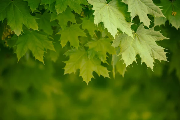 Fundo Sazonal Primavera Abstrato Folhas Bordo Verdes Conceito Ecológico Natural — Fotografia de Stock