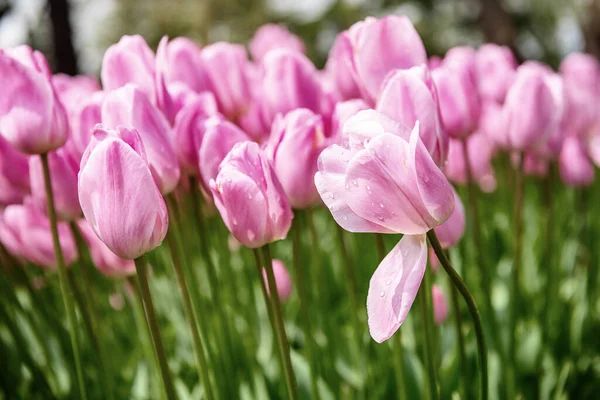 Spring Meadow Pink Tulip Flowers Floral Natural Seasonal Easter Background — Stok fotoğraf
