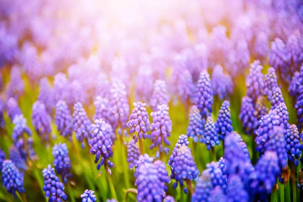 Muscari Neglectum Flores Jacinto Jardín Primavera — Foto de Stock