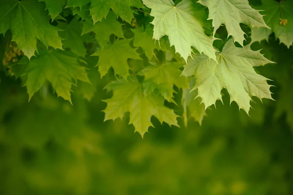 Abstract Spring Seasonal Background Green Maple Leaves Eco Natural Concept Stock Photo