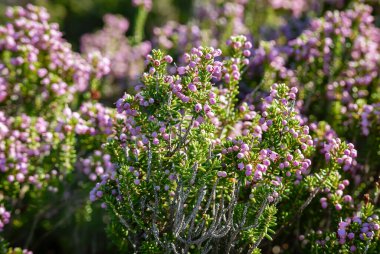 Yunanistan 'da güzel kenevir çiçekleri açıyor, doğal mevsimlik hipster çiçekleri.
