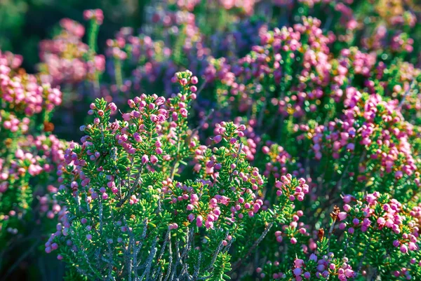 Blooming Beautiful Heather Flowers Greece Natural Seasonal Vintage Hipster Floral — Stock Photo, Image