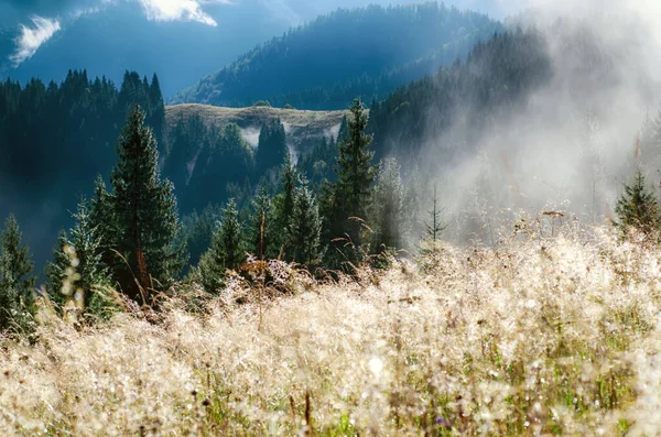 黄金の牧草地やモミの木と霧の朝光沢のある夏の風景 — ストック写真