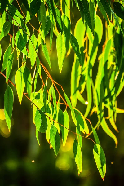 Eucalyptus Groene Bladeren Abstracte Achtergrond Met Kopieerruimte Natuurlijke Medische Achtergrond — Stockfoto