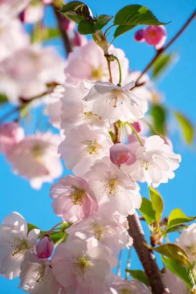 Apple Tree Flower Blossoming Spring Time Floral Sunny Vintage Natural — Stock Photo, Image