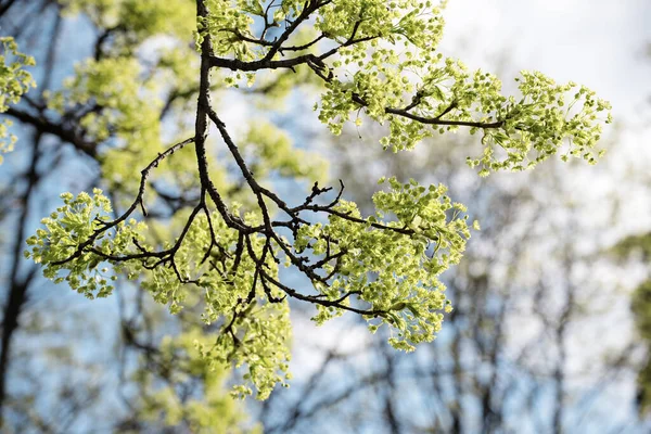 Цвітіння Кленового Дерева Acer Platanoides Весняний Час Природний Сезонний Фон — стокове фото