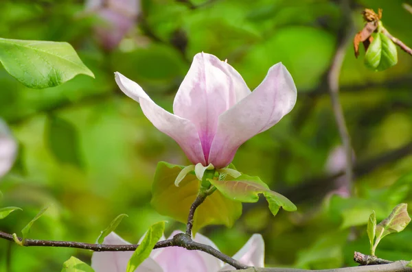 Floração Flores Magnólia Rosa Com Folhas Verdes Primavera Fundo Sazonal — Fotografia de Stock