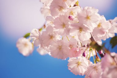 Bahar zamanı açan elma ağacı çiçeği, çiçekli, güneşli, klasik, doğal arka plan.