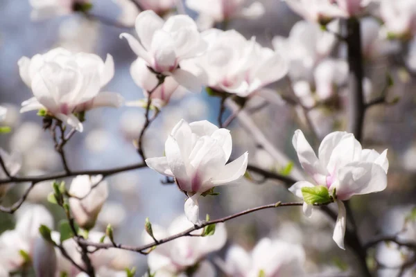 春にはマグノリア白花を咲かせ 四季折々の自然を背景に — ストック写真