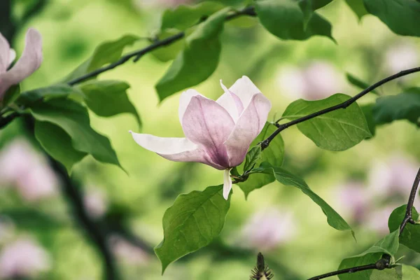 Virágzó Rózsaszín Magnólia Virágok Zöld Levelek Tavasszal Virágos Természetes Szezonális — Stock Fotó