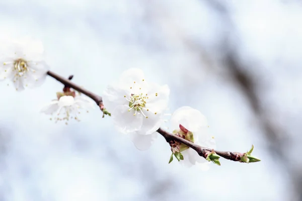 Florecimiento Del Albaricoque Primavera Con Hermosas Flores Blancas Macro Imagen —  Fotos de Stock