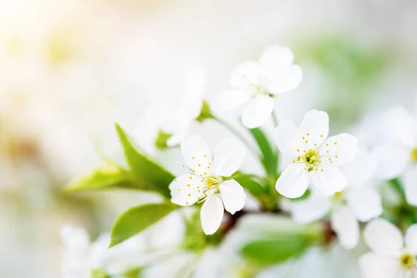 Florecimiento Flores Cerezo Primavera Fondo Floral Natural Temporada Imagen Macro —  Fotos de Stock