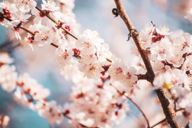 Bahar zamanı kayısı ağacının çiçek açması beyaz güzel çiçeklerle. Kopyalama alanı olan makro resim. Doğal mevsimsel arkaplan.