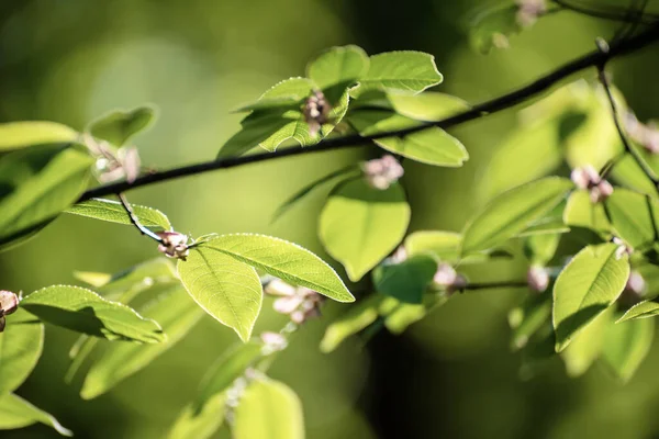 Zonnig Groen Voorjaar Zomer Bladeren Het Bos Eco Natuurlijke Seizoensgebonden — Stockfoto