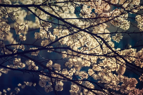 Blütezeit Des Aprikosenbaums Frühling Mit Weißen Schönen Blüten Makrobild Mit — Stockfoto