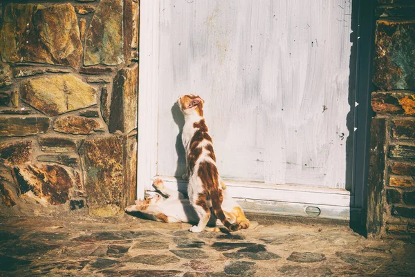 그리스의 거리에서 길잃은 고양이와 고양이 — 스톡 사진