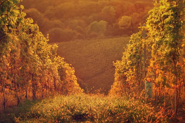 Τοπίο Φθινοπωρινούς Αμπελώνες Και Ηλιόλουστα Φύλλα Κλαδιά Κρασιού Φυσικό Γεωργικό — Φωτογραφία Αρχείου