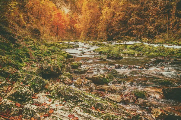 Den Berömda Vintgar Ravinen Canyon Bled National Park Triglav Slovenien — Stockfoto