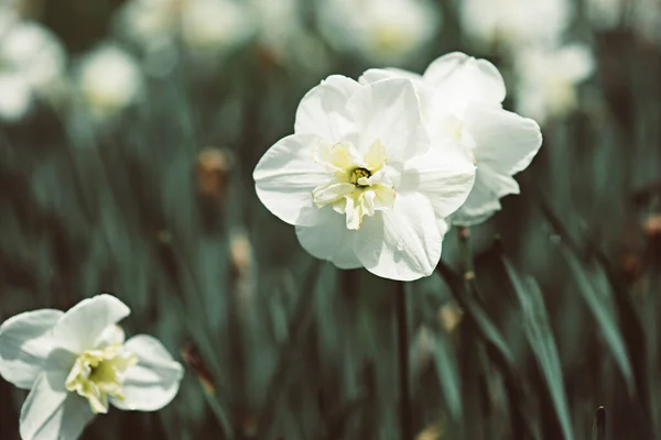 緑の草の美しい白い水仙 春の花の背景 — ストック写真