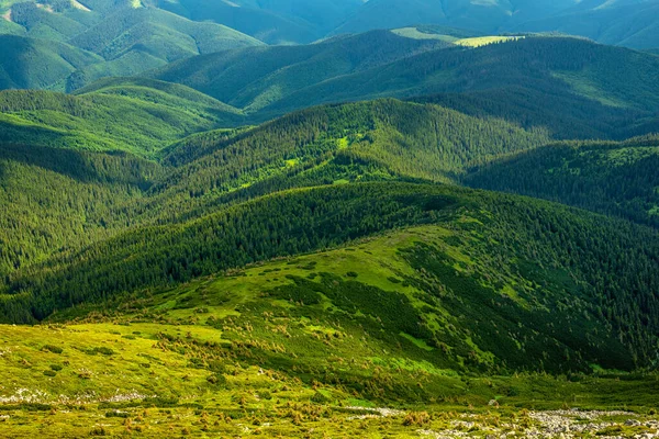 Montañas Cárpatos Paisaje Verano Fondo Natural Estacional Con Colinas Verdes —  Fotos de Stock