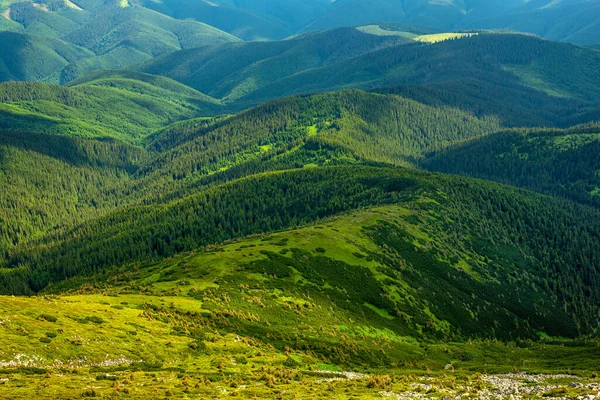 Karpaterna Berg Sommar Landskap Säsongsbetonad Naturlig Bakgrund Med Gröna Kullar — Stockfoto