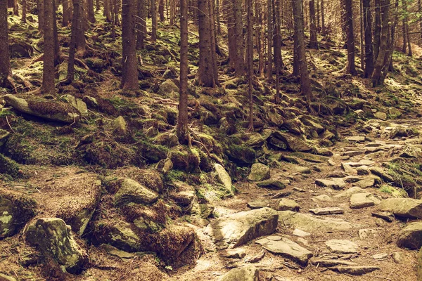 Dark Moody Forest Path Green Trees Natural Outdoor Vintage Background — Stock Photo, Image