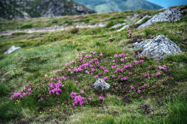 Dağlarda yetişen pembe rhododendron çiçekleri, kayalar, doğa çiçekleri...