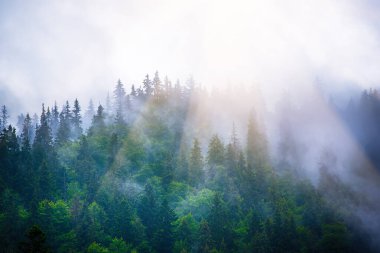 Puslu sisli dağ manzarası köknar ormanı ve eski moda hipster tarzında telif uzayı.