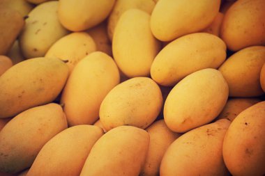 Tayland pazarında arka plan olarak bir sürü taze sarı mango, Tropik mevsimlik egzotik meyveler