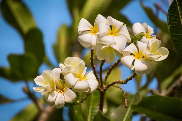 White Plumaria Flowers Tropical Island Thailand Traditional Flower Spa Relaxation — Stock Photo, Image