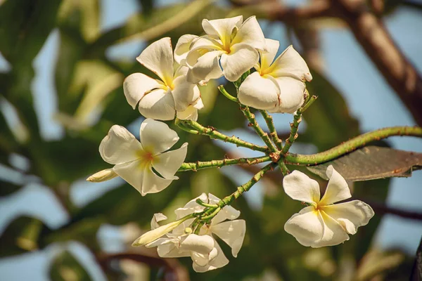 White Plumaria Flowers Tropical Island Thailand Traditional Flower Spa Relaxation — Stock Photo, Image