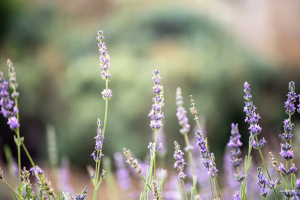 Kwitnienie Liliowy Kwiat Lawendy Okresie Letnim Naturalny Kwiatowy Sezonowe Tło — Zdjęcie stockowe