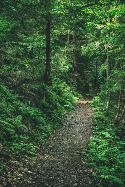 Темно Капризный Лес Дорожкой Зелеными Деревьями Естественный Открытый Винтажный Фон — стоковое фото