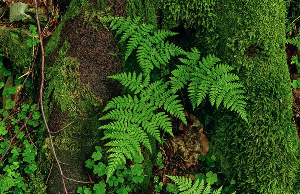 Feuille Fougère Verte Été Dans Forêt Fond Vintage Sombre Hipster — Photo