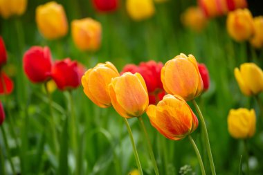 Sarı ve kırmızı lale çiçek, çiçek güneşli mevsimlik Paskalya arka plan ile bahar çayır