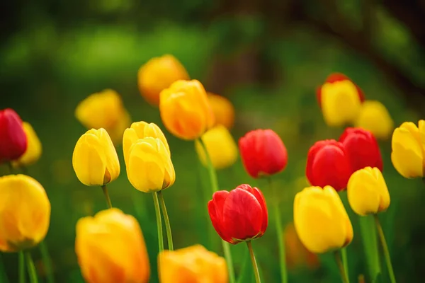 Pradera Primavera Con Flores Tulipán Amarillo Rojo Fondo Pascua Estacional — Foto de Stock