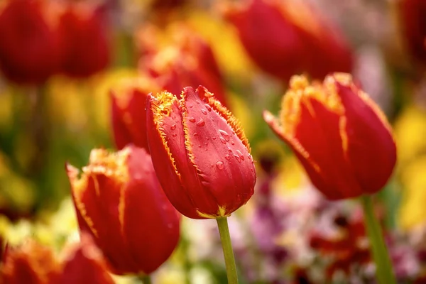 Primavera Prato Soleggiato Con Fiori Tulipano Rosso Floreale Naturale Stagionale — Foto Stock