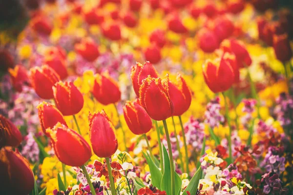 Vår Solig Äng Med Röda Tulpan Blommor Blommor Naturliga Säsong — Stockfoto