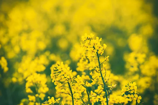 Champ Colza Fleurs Jaunes Agriculture Naturelle Éco Printemps Fond — Photo