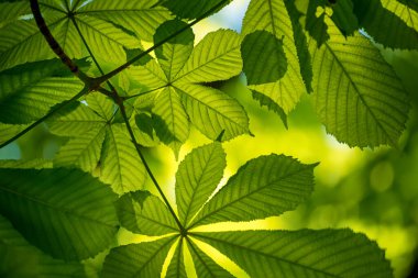 Bahar yeşili yapraklı kestane ağacı, mevsimlik doğal arka plan