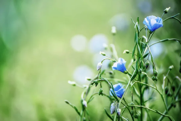 野生蓝色亚麻背景 亚麻田间开花 季节性草本植物自然概念 — 图库照片