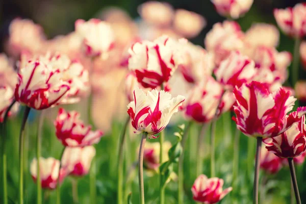 Frühlingswiese Mit Roten Und Weißen Tulpenblüten Blumiger Saisonaler Hintergrund — Stockfoto
