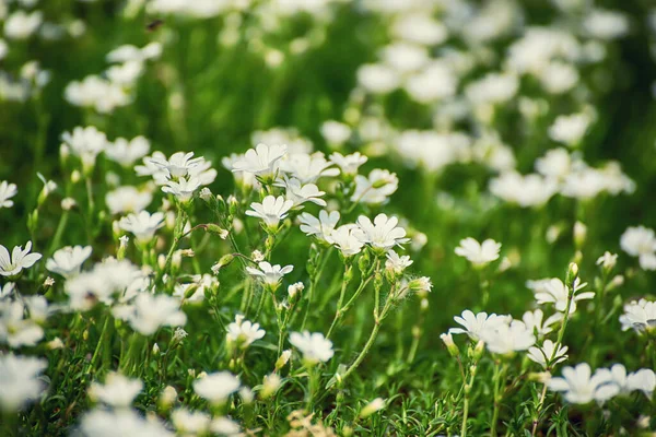 Flores Blancas Tiernas Primavera Creciendo Prado Fondo Hipster Floral Natural —  Fotos de Stock