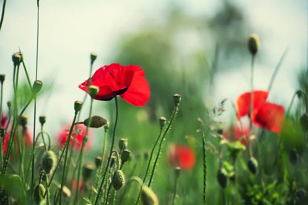 Rode Papaver Bloemen Bloeien Het Groene Grasveld Bloemen Natuurlijke Lente — Stockfoto