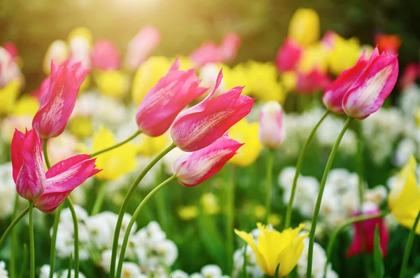 Prado Primavera Com Flores Tulipa Violeta Rosa Branca Cidade Estocolmo — Fotografia de Stock